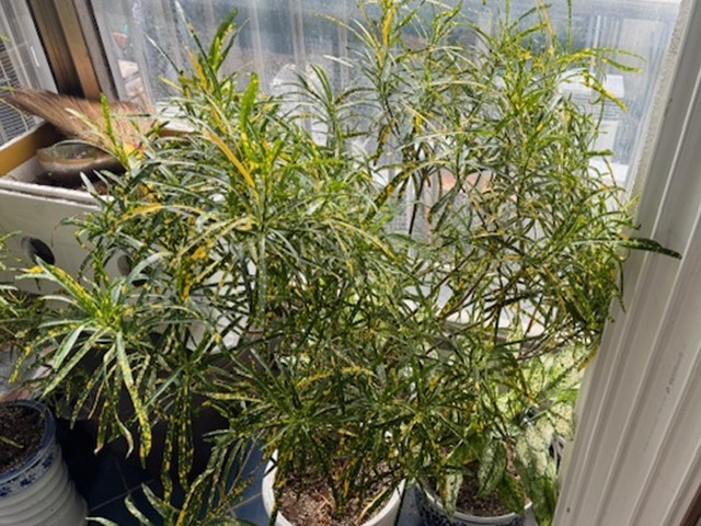 반려식물의 정을 품고 성장하는 삼선산수목원, 시민과 함께 가꾸는 새로운 수목원 지향 (2)